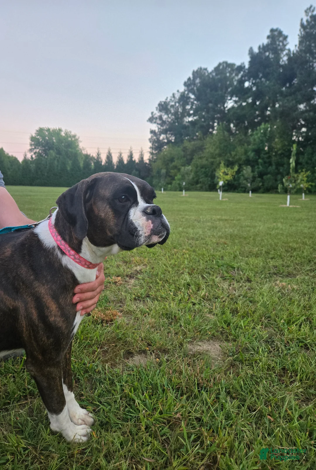 Boxer dogs for sale: Boxer 1 - Ad 1