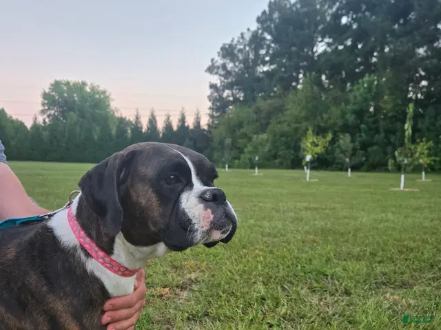 Boxer dogs for sale: Boxer 1 - Ad 25