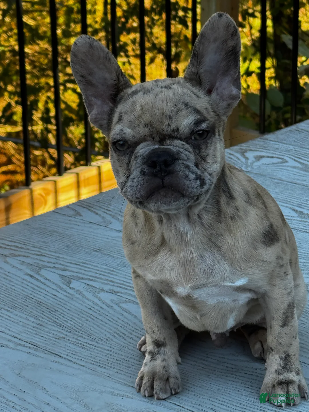 French Bulldog dogs for sale: Armani aka chubs - Ad 2