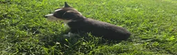 Mixed Breed dogs for sale: Jackie - Ad 5