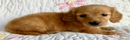 Miniature Dachshund dogs for sale: Cinnamon of Maple Valley Boulevard - Ad 6