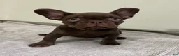 French Bulldog dogs for sale: Bear - Ad 5