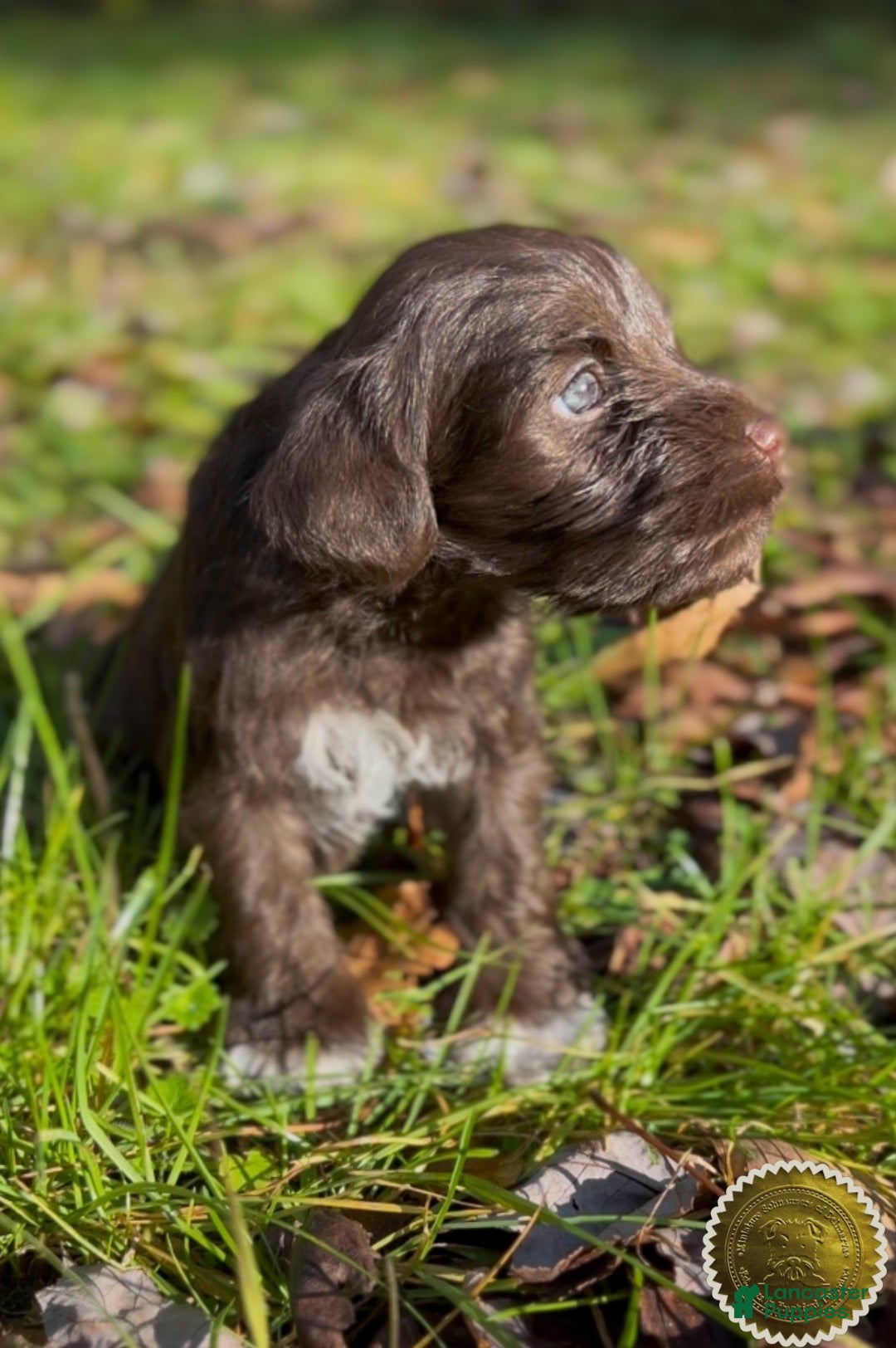 Miniature Schnauzer dogs for sale: Miniature Schnauzer Puppy 1 - Ad 9