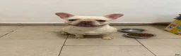 French Bulldog dogs for sale: Nyla 💖 - Ad 1