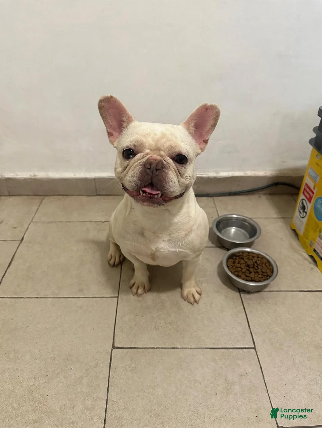 French Bulldog dogs for sale: Nyla 💖 - Ad 1