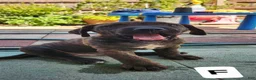 Mixed Breed dogs for sale: Mixed Breed 2 - Ad 2