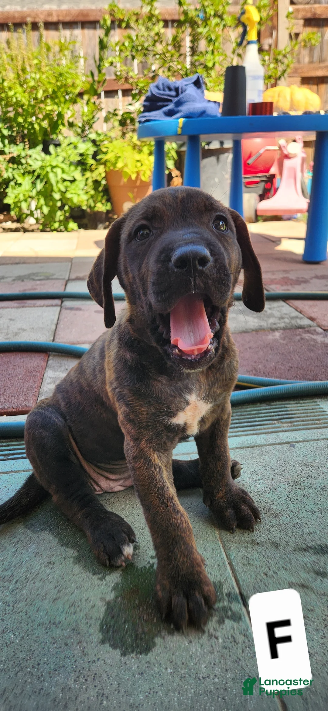 Mixed Breed dogs for sale: Mixed Breed 2 - Ad 2