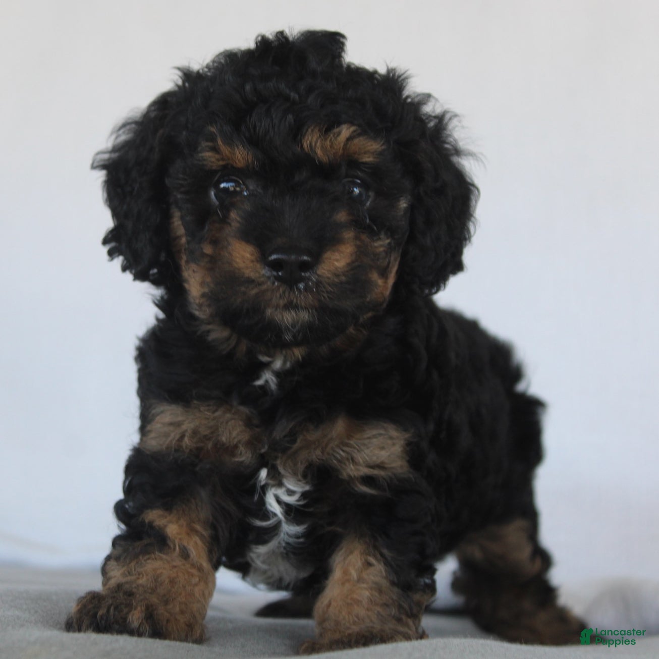 Cavapoo dogs Denver - Ad 1