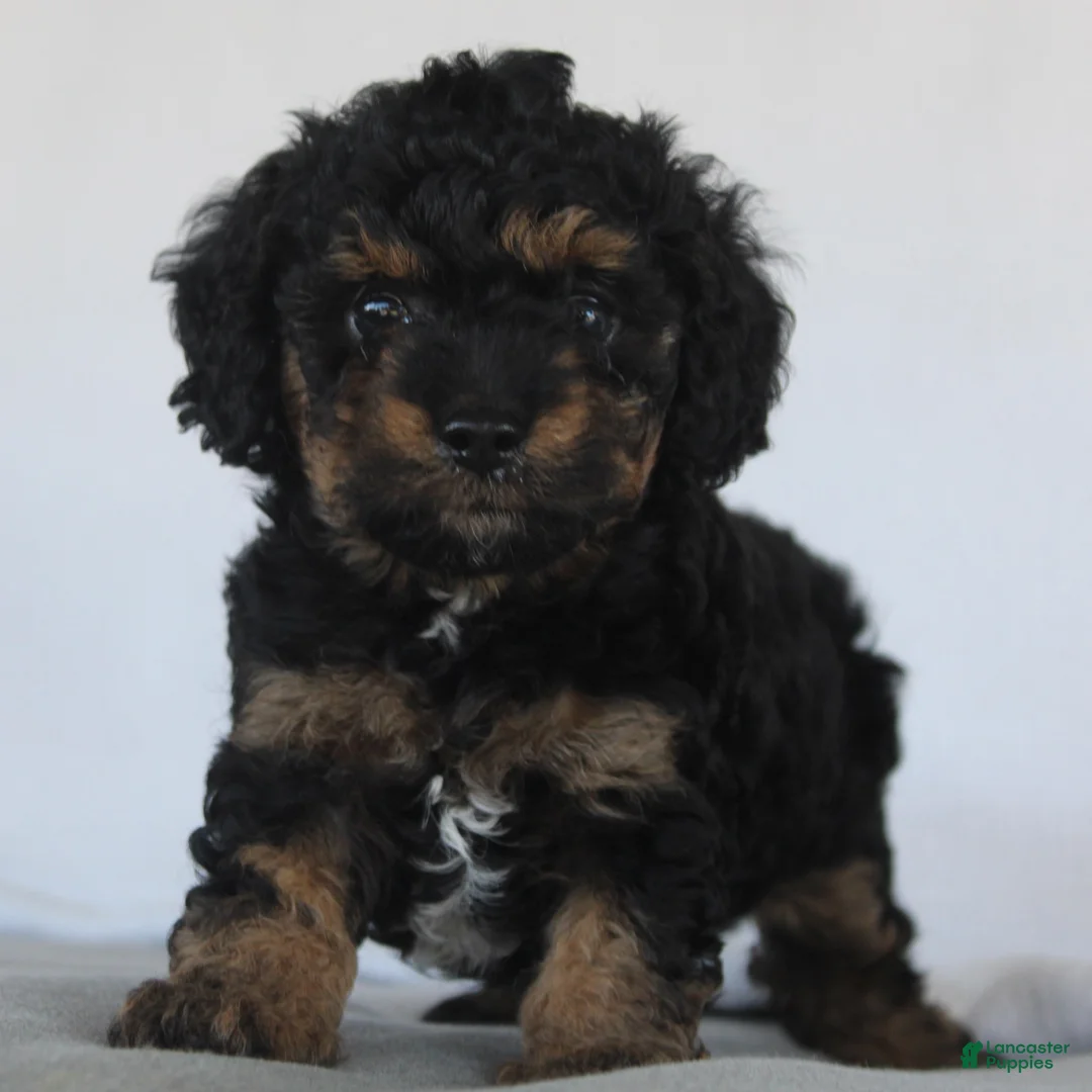 Cavapoo dogs for sale: Denver - Ad 1
