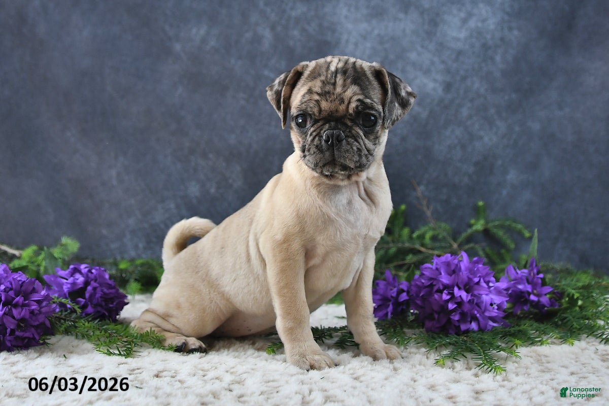 Pug dogs Gracelyn - Ad 2