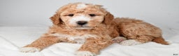 Mini Goldendoodle dogs for sale: Rudolph - Ad 3