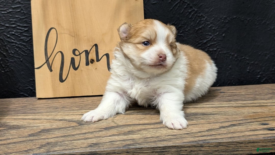 Pomeranian dogs for sale: Yeti  - Ad 5