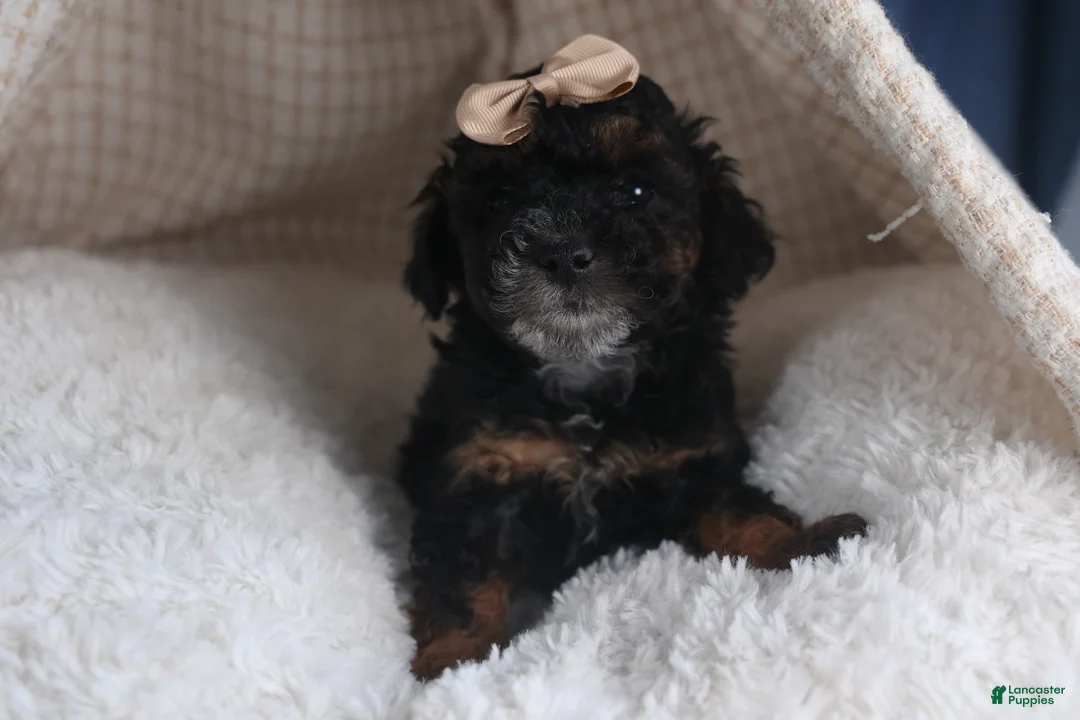 Miniature Poodle dogs for sale: Romeo - Ad 6