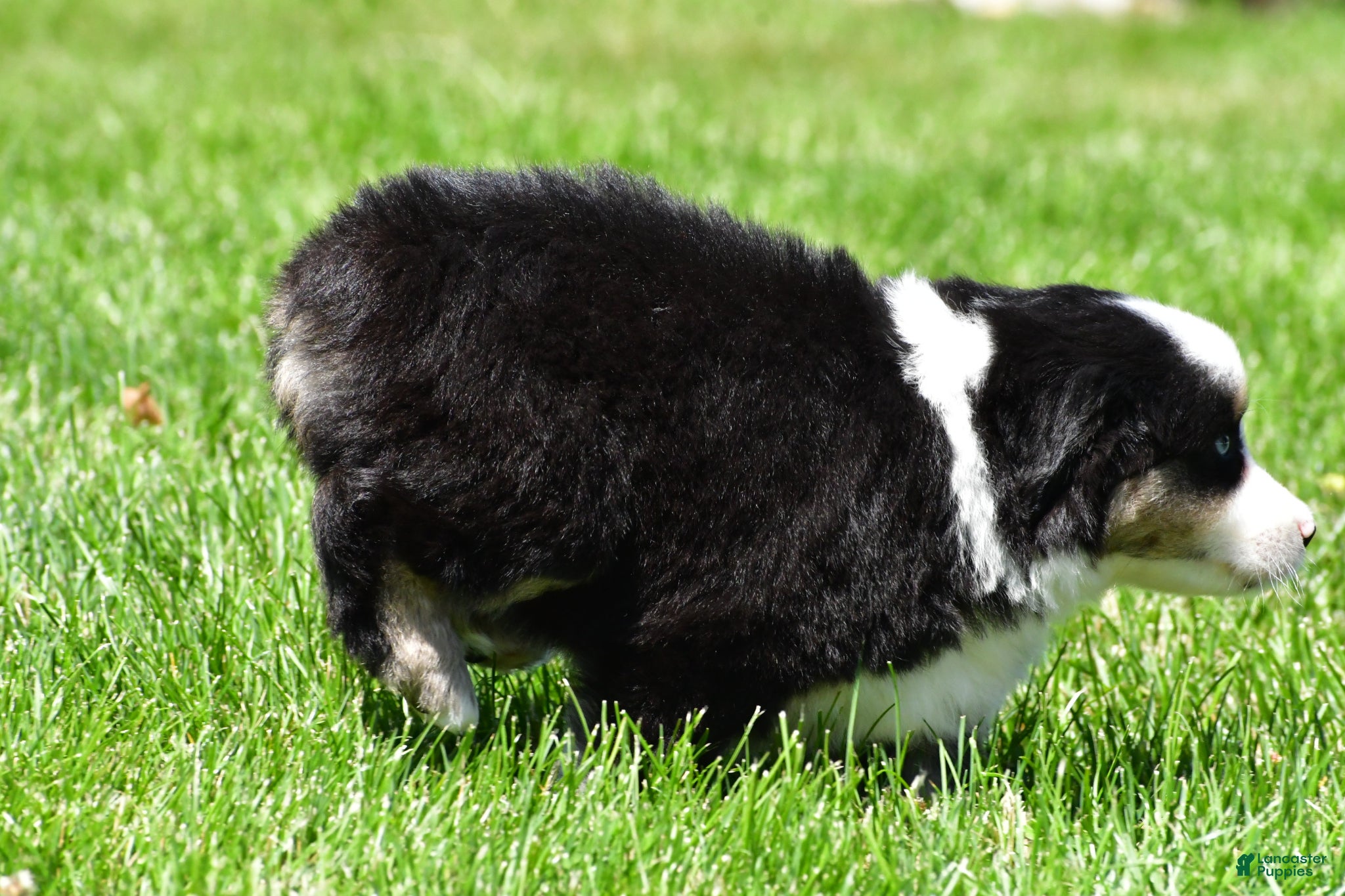 Miniature Australian Shepherd dogs for sale: Connie - Ad 9