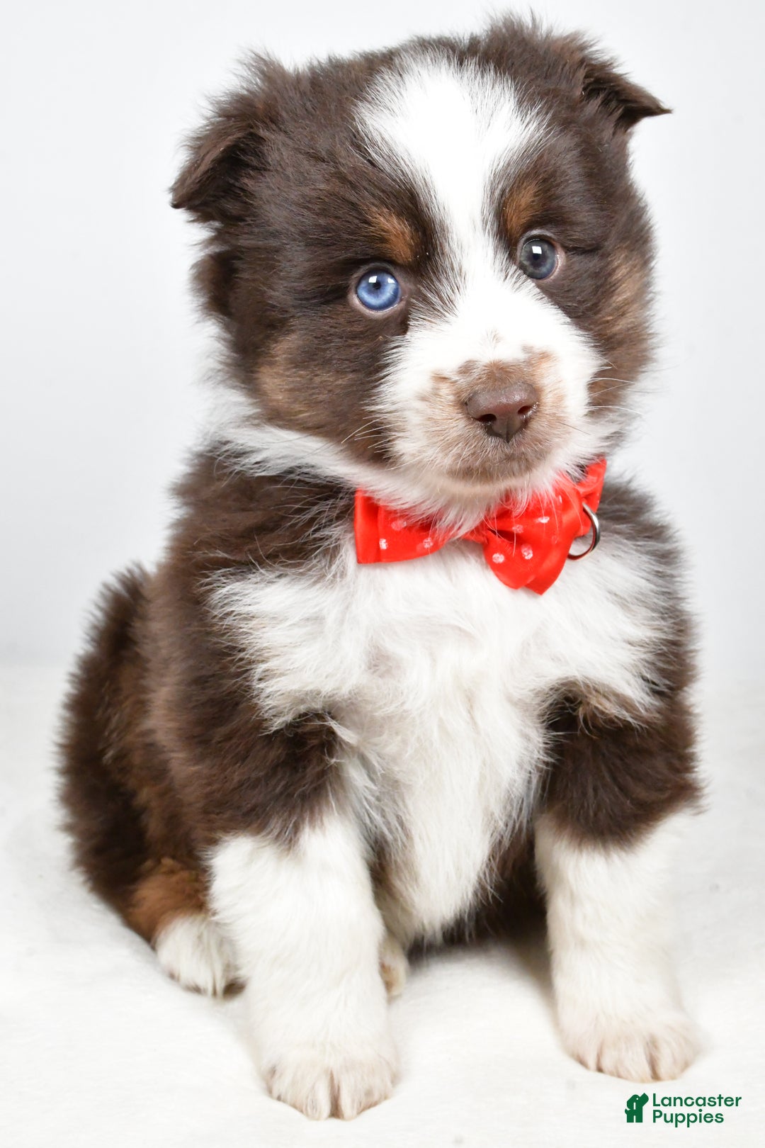 Toy Australian Shepherd dogs for sale: Benny - Ad 6