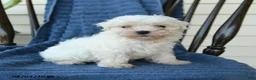 Maltese dogs for sale: Shane - Ad 3