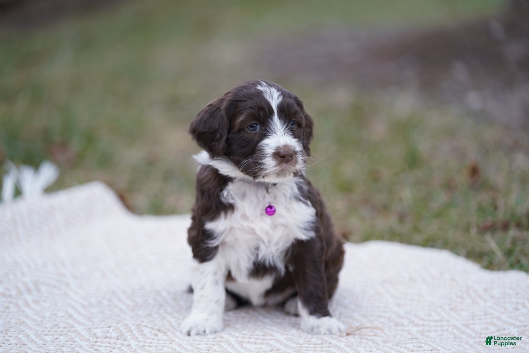 Portuguese Water Dog dogs for sale: Dasher - Ad 6