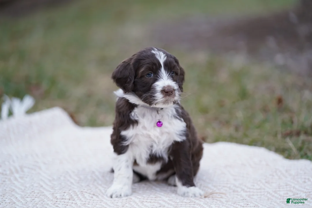 Portuguese Water Dog dogs for sale: Sofi  - Ad 13