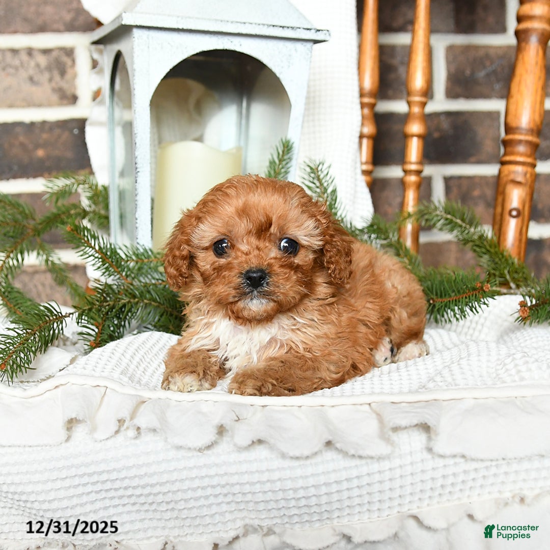 Cavapoo dogs for sale: Sophie - Ad 4