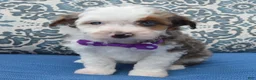Mini Aussiedoodle dogs for sale: Mini Aspen - Ad 10