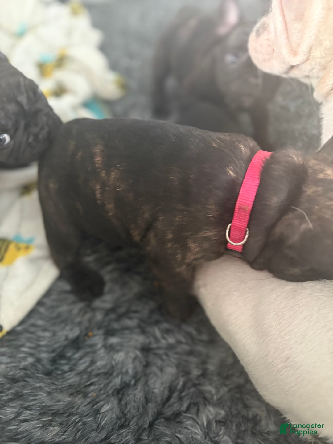French Bulldog dogs for sale: French Bulldog Puppy 2 female (pink collar) - Ad 3