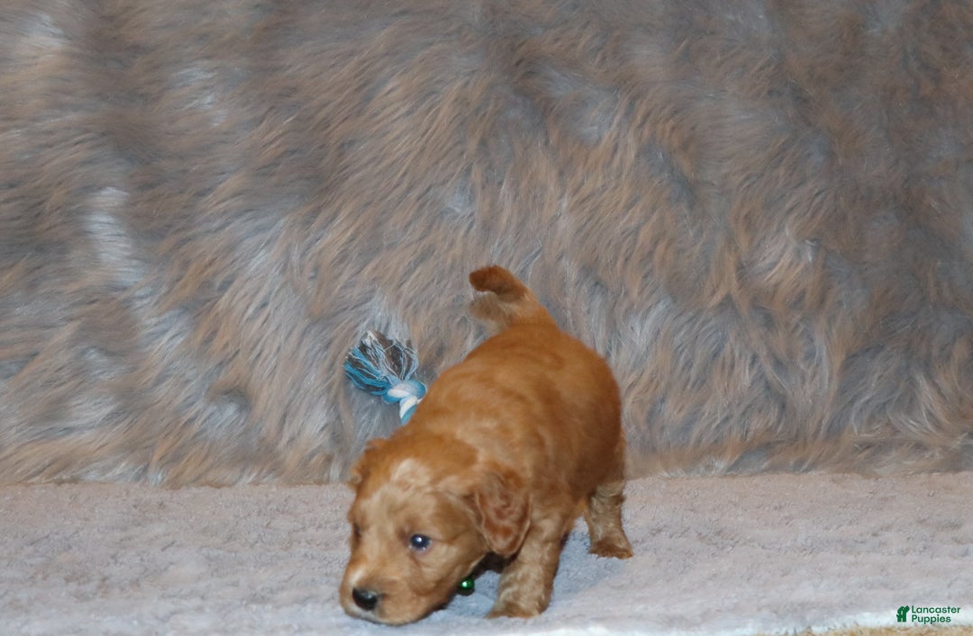 Mini Goldendoodle dogs for sale: Wyatt 💙👨‍👨‍👧‍👦💞🐕 - Ad 6