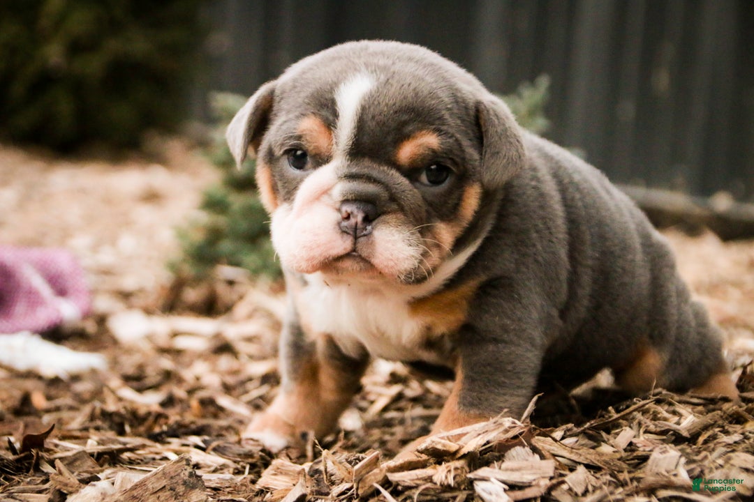 Mixed Breed dogs for sale: Darla - Ad 5