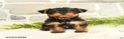 Yorkshire Terrier dogs for sale: Sport - Ad 3