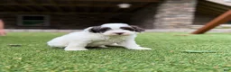 Aussiedoodle dogs for sale: Rexy - Ad 4