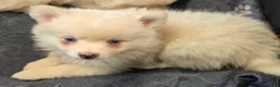 Pomsky dogs for sale: Cream boy 2 - Ad 8