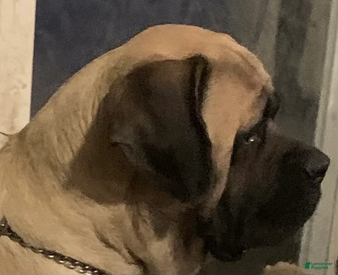 English Mastiff dogs for sale: English Mastiff Puppy 4 - Ad 3