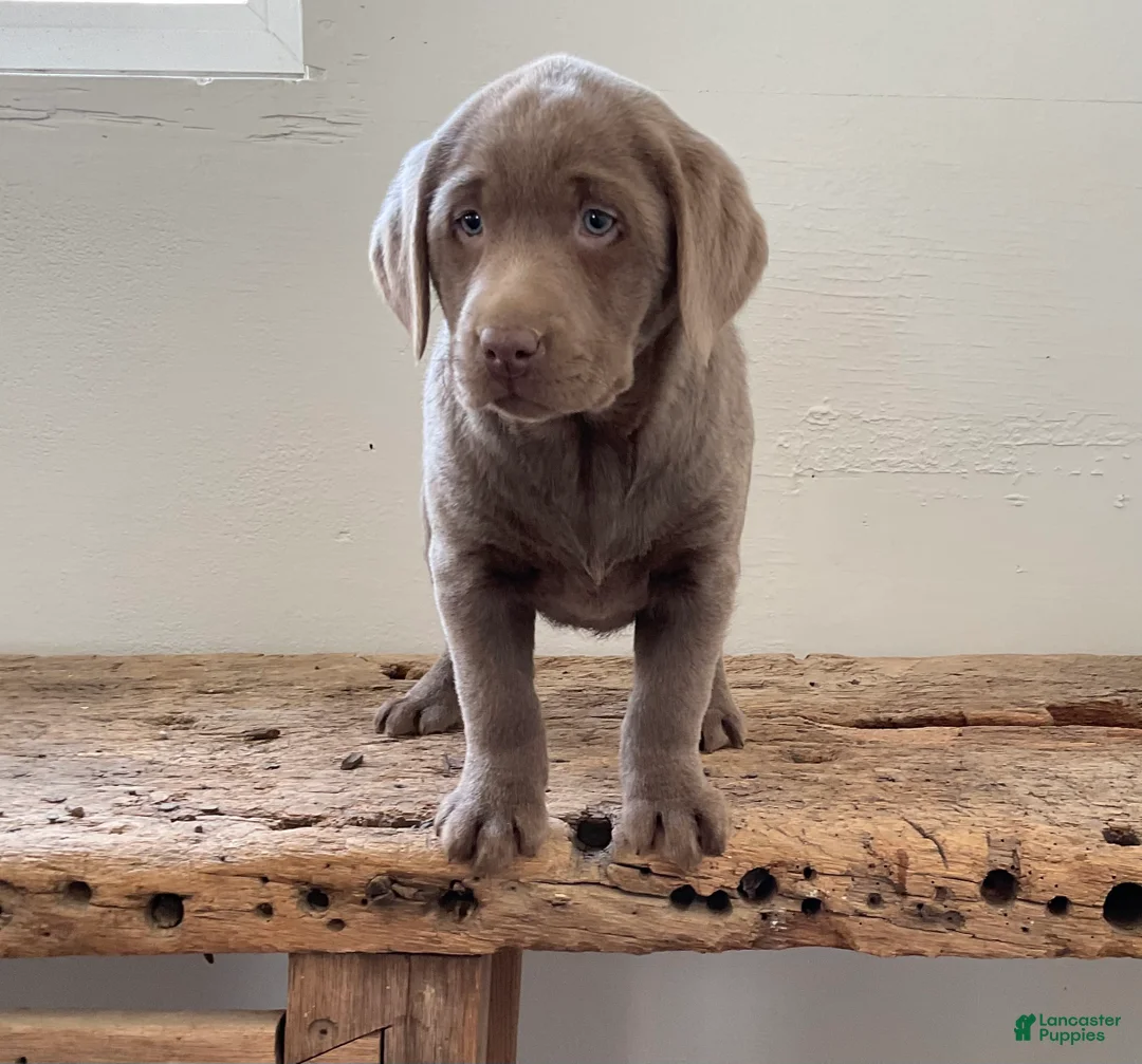 Labrador Retriever dogs for sale: Bella - Ad 3