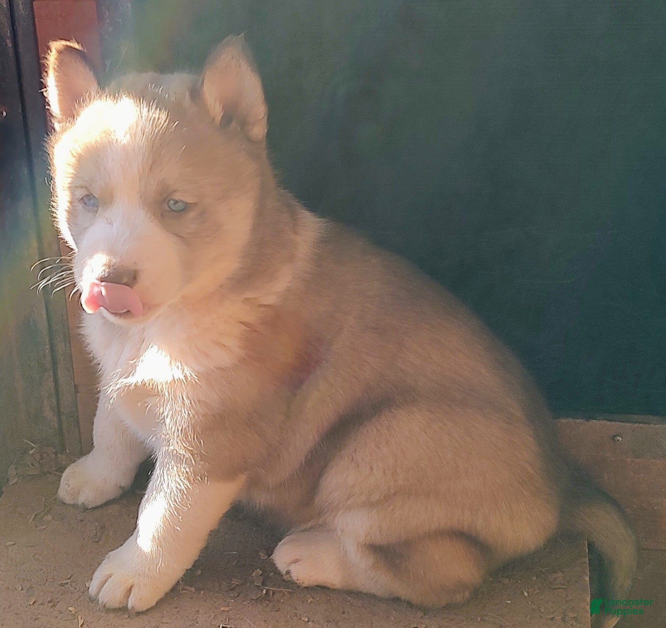 Siberian Husky dogs Siberian Husky Puppy 2 - Ad 30