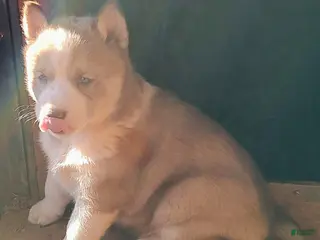 Siberian Husky dogs Siberian Husky Puppy 2 - Ad 30