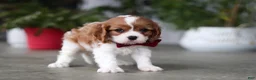 Cavalier King Charles Spaniel dogs for sale: Shawn - Ad 5