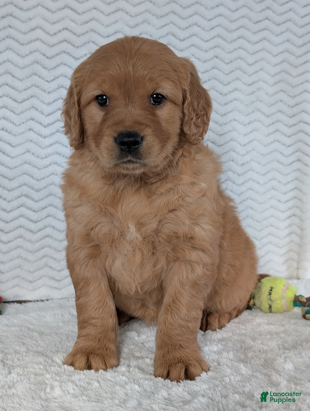 Golden Retriever dogs for sale: Miss Honey  - Ad 6