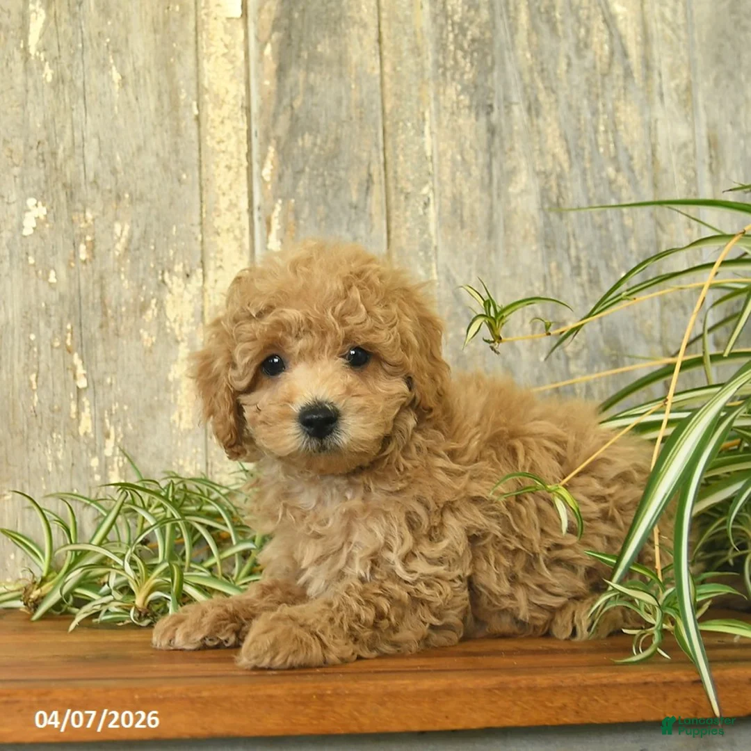 Maltipoo dogs for sale: Jeffery  - Ad 2