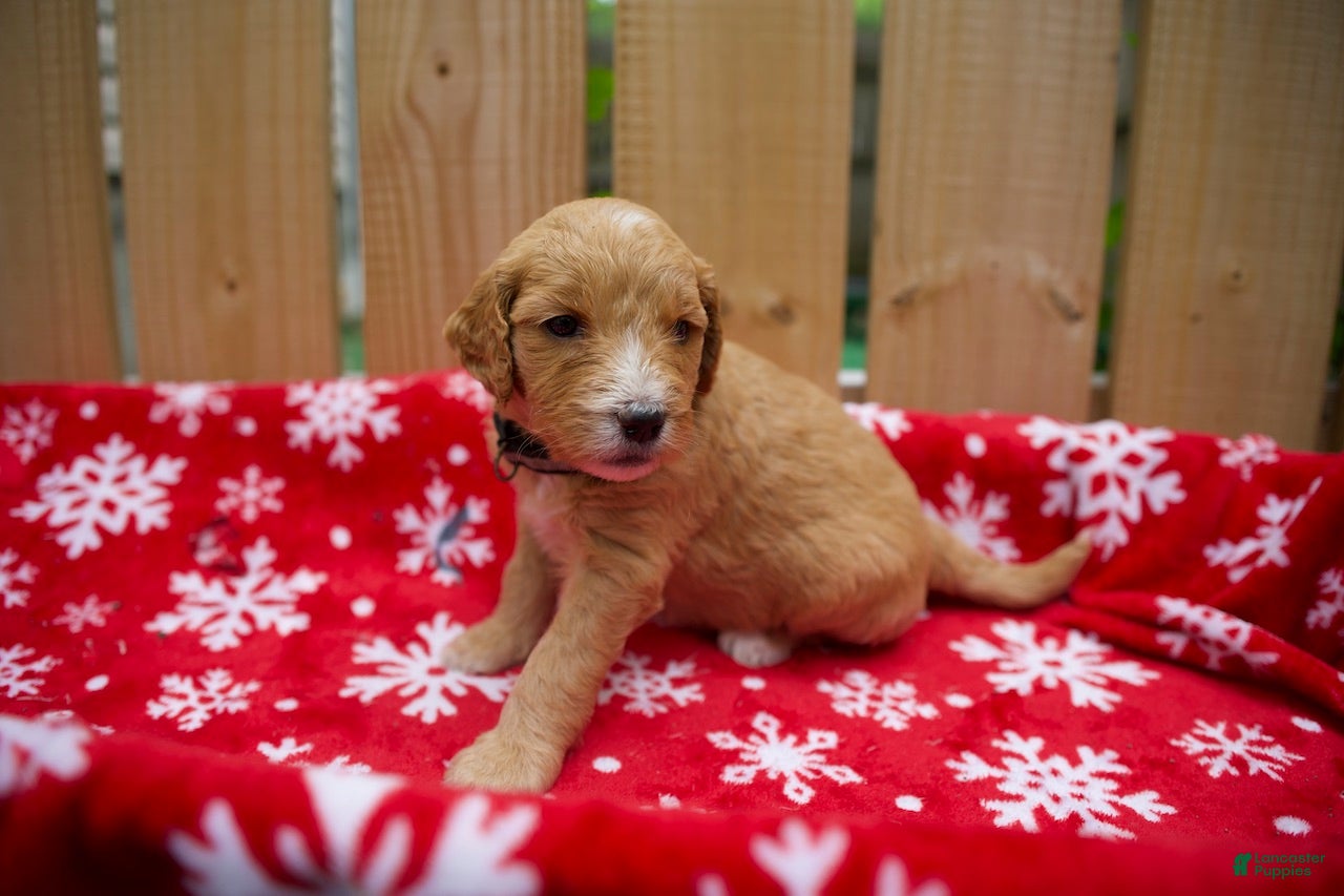 Goldendoodle dogs Ebony - Ad 1