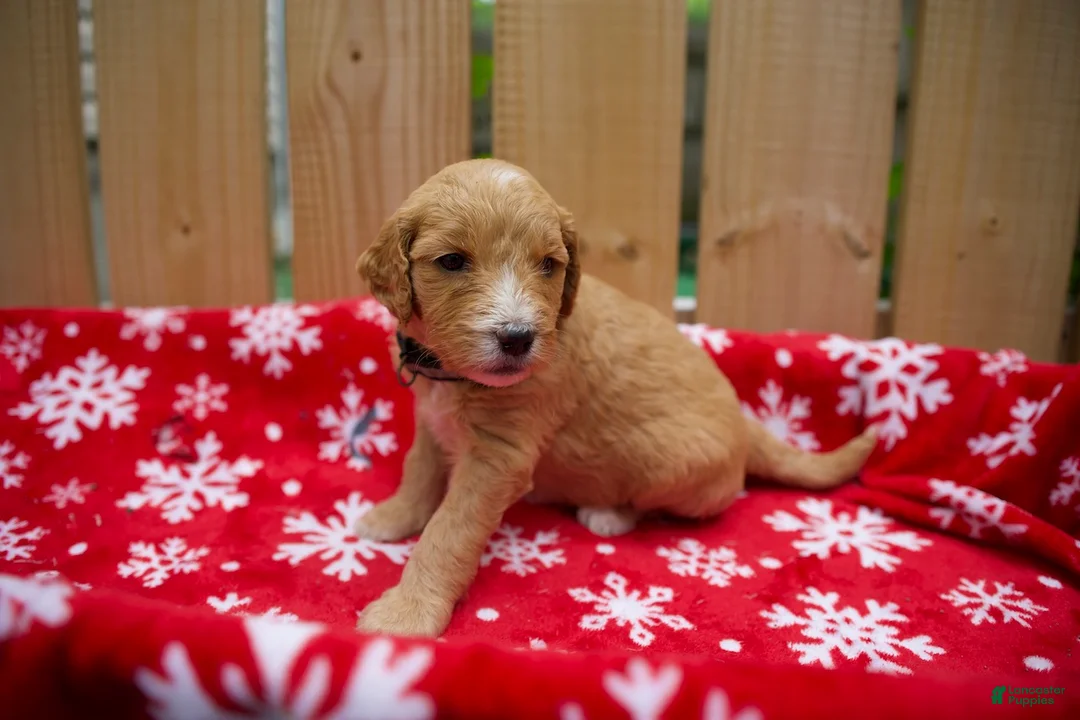 Goldendoodle dogs for sale: Ebony - Ad 1