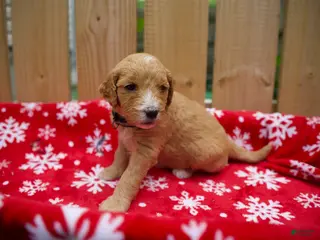 Goldendoodle dogs for sale: Ebony - Ad 3