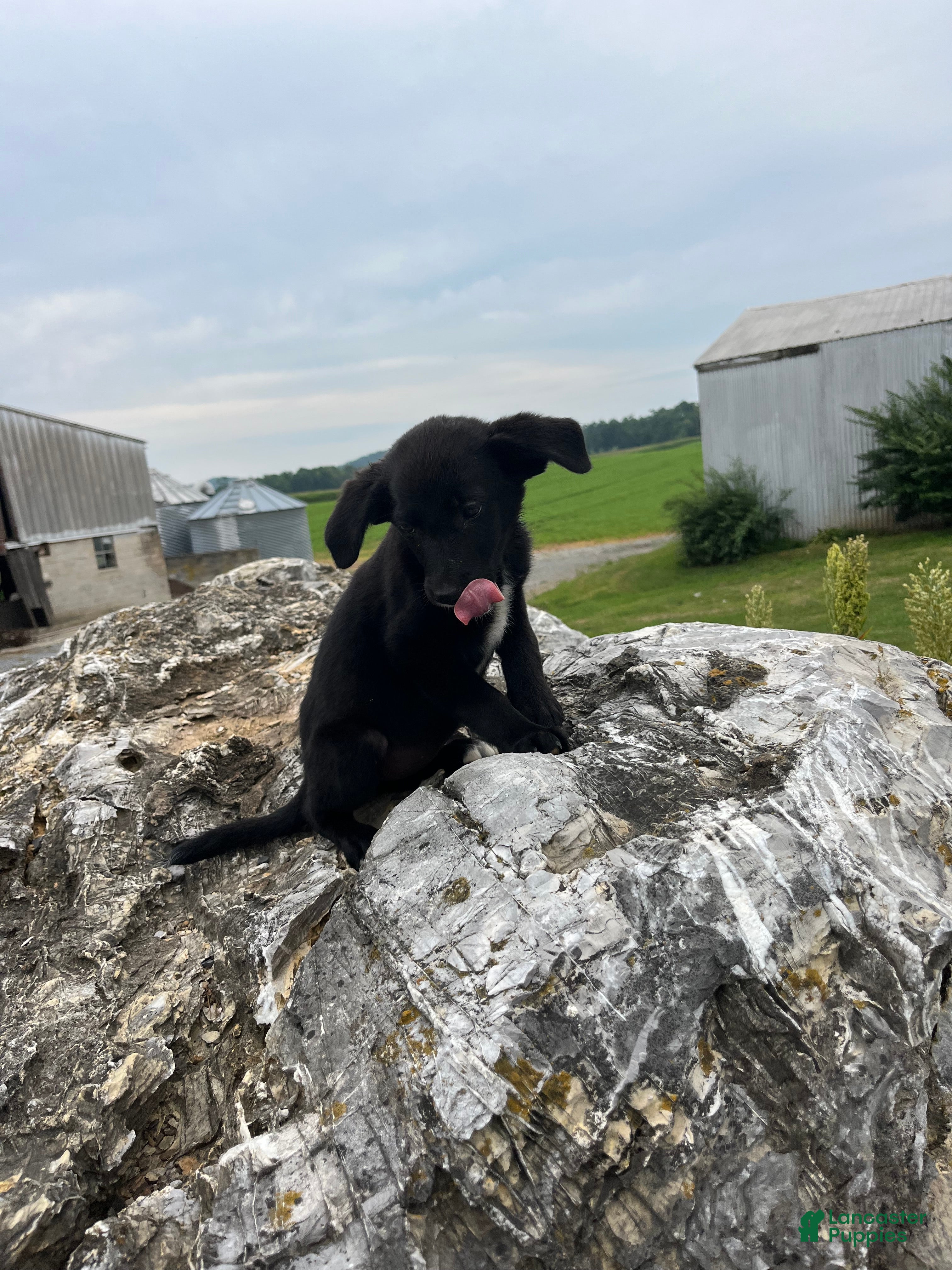 Mixed Breed dogs Mixed Breed 2 - Ad 38