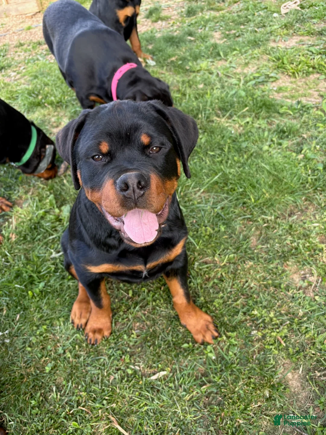 Rottweiler dogs for sale: Leo - Ad 1