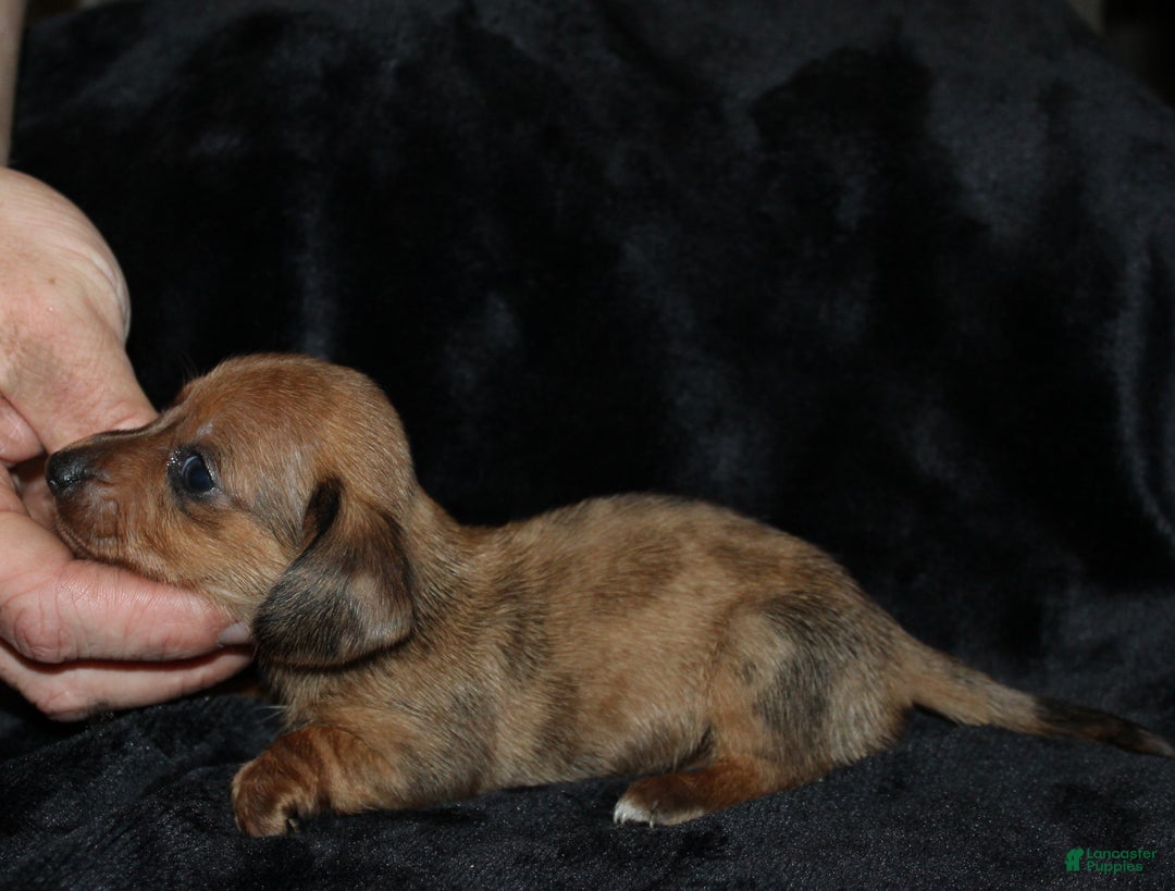 Miniature Dachshund dogs for sale: Steele - Ad 11