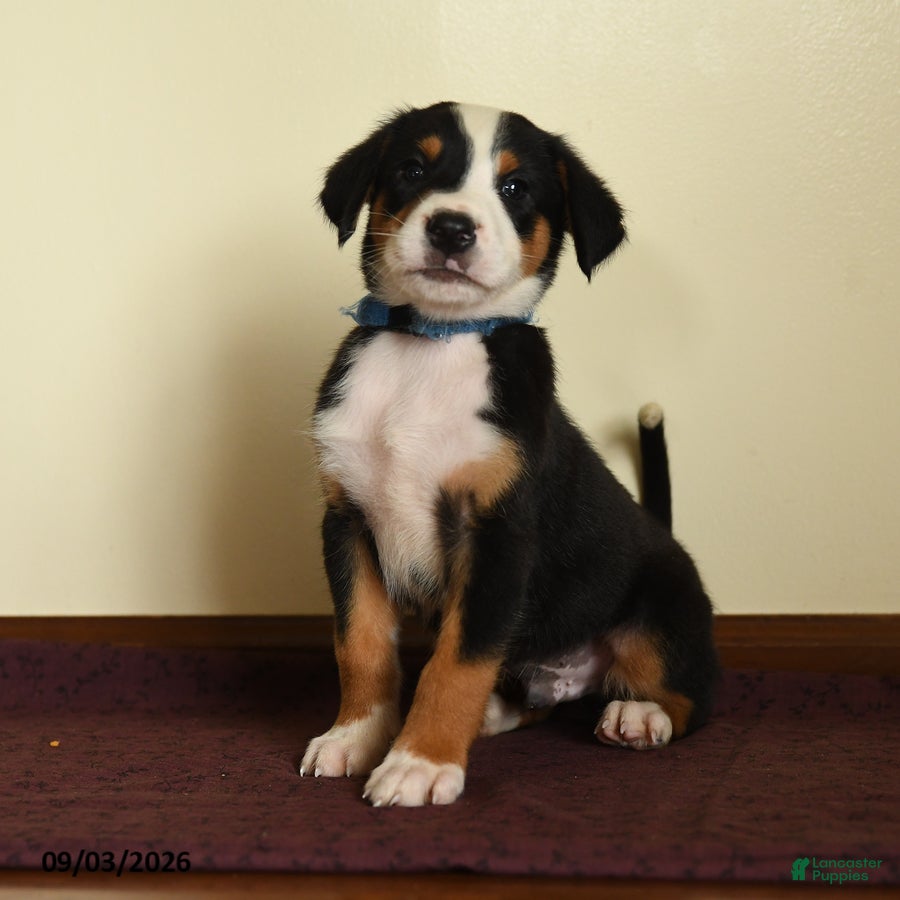 Greater Swiss Mountain Dog dogs Andreas - Ad 1