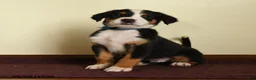 Greater Swiss Mountain Dog dogs for sale: Andreas - Ad 1