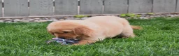 Golden Retriever dogs for sale: Gemma - Ad 4