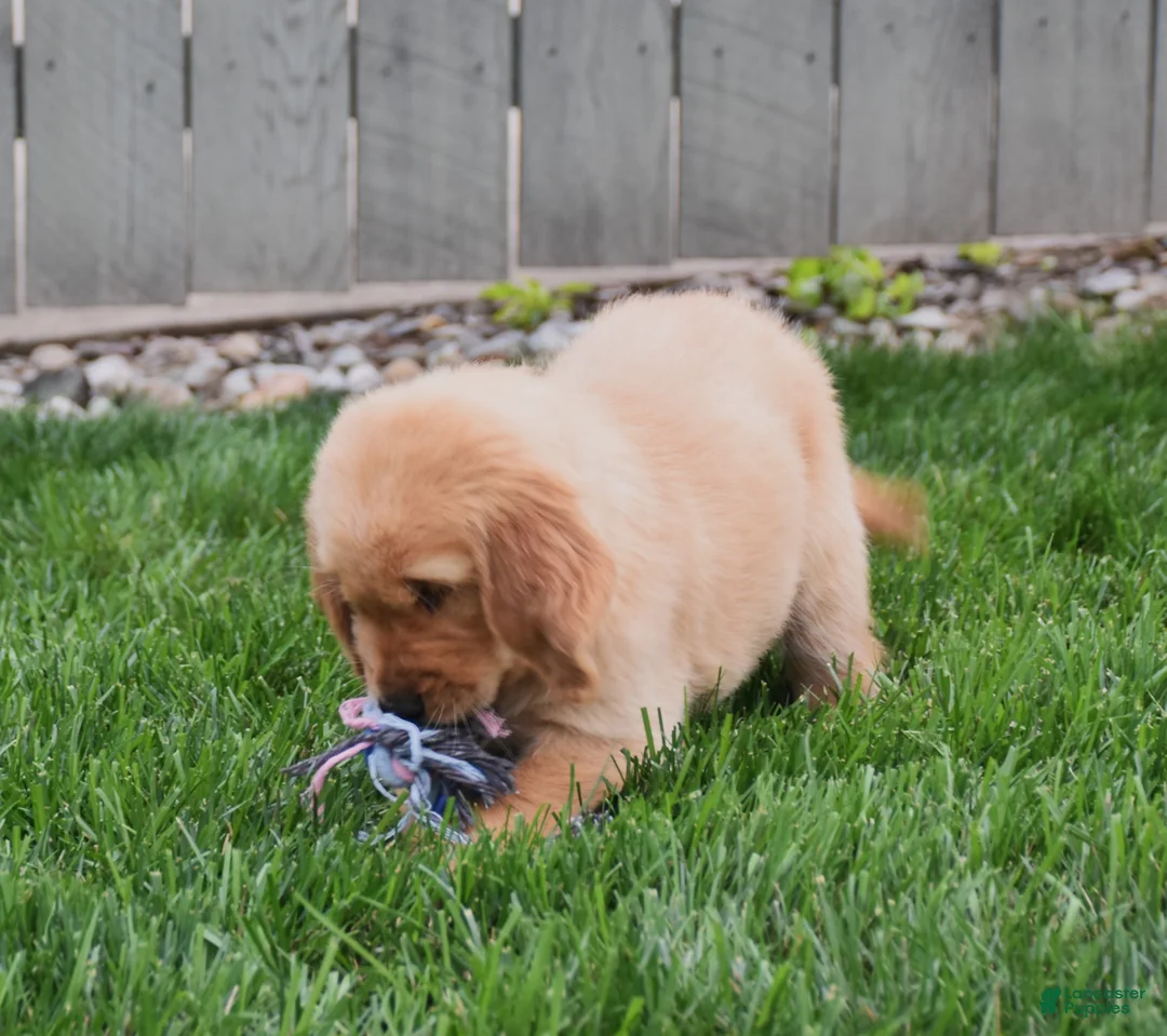 Golden Retriever dogs for sale: Gemma - Ad 4