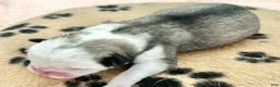 Pug dogs for sale: Panda fawn/white male 2 - Ad 2
