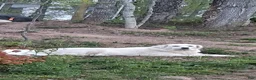 Great Pyrenees dogs for sale: Great Pyrenees 1 - Ad 2