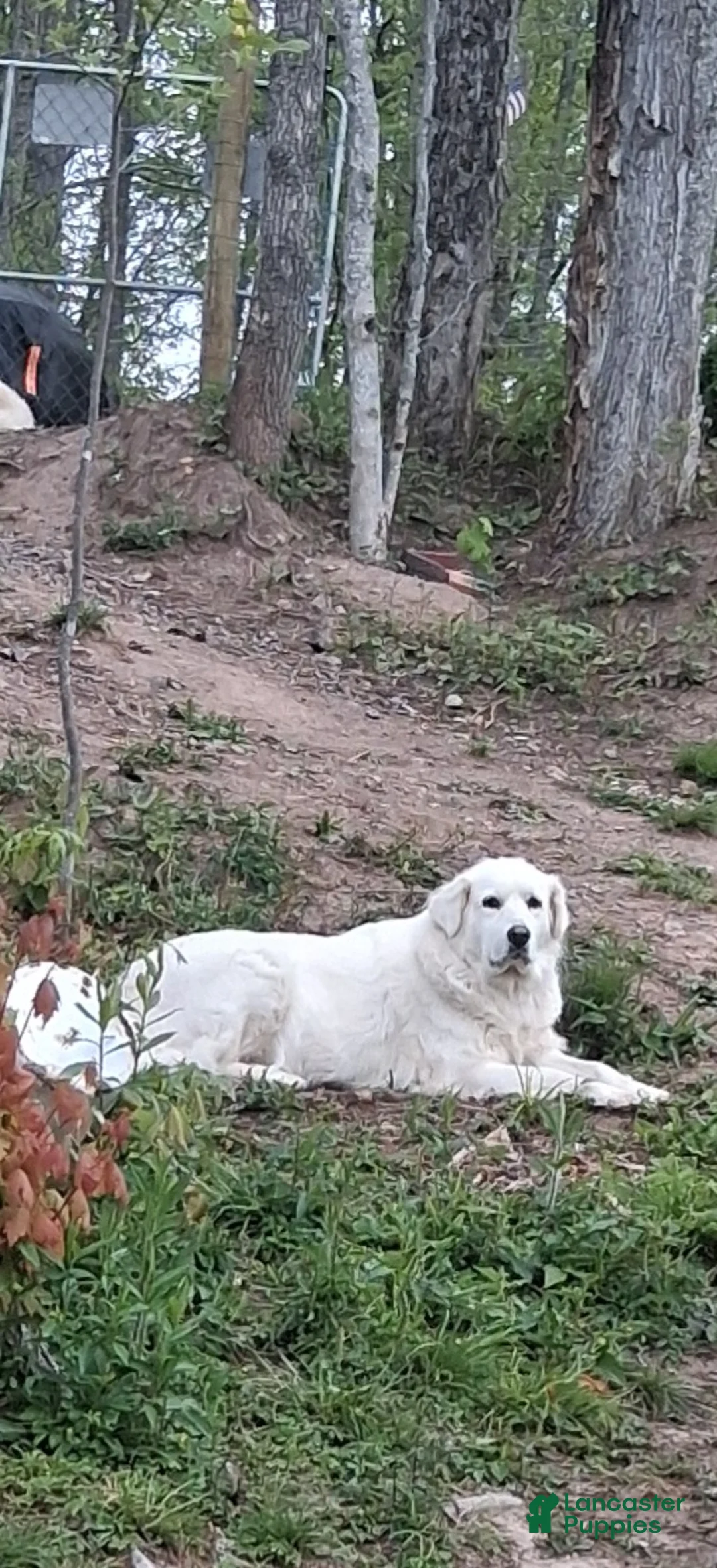Great Pyrenees dogs for sale: Great Pyrenees 1 - Ad 2
